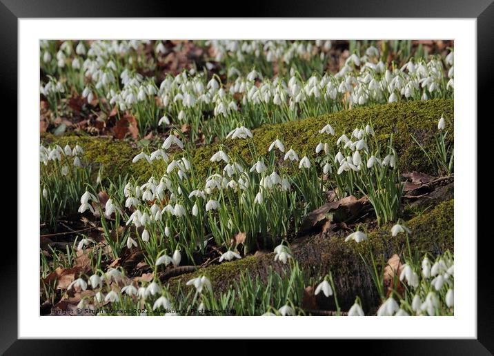spring snowdrops Framed Mounted Print by Simon Johnson