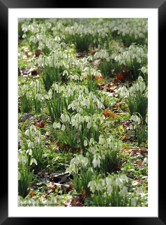 spring snowdrops Framed Mounted Print by Simon Johnson