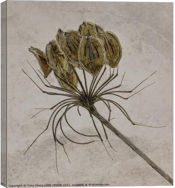 COW PARSLEY SEED HEAD ON TEXTURED BACKGROUND Canvas Print by Tony Sharp LRPS CPAGB