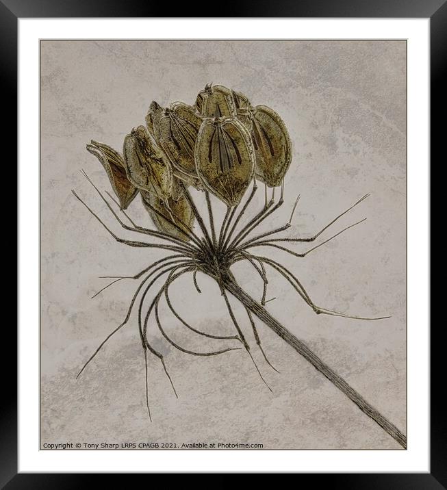 COW PARSLEY SEED HEAD ON TEXTURED BACKGROUND Framed Mounted Print by Tony Sharp LRPS CPAGB