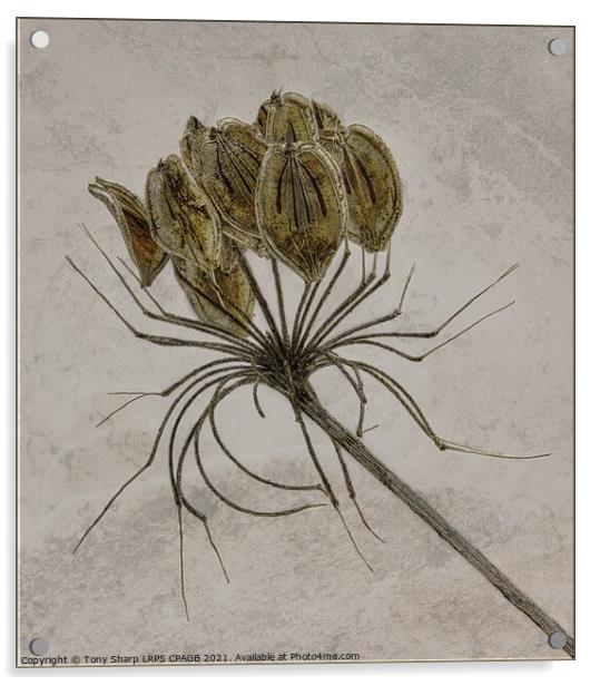 COW PARSLEY SEED HEAD ON TEXTURED BACKGROUND Acrylic by Tony Sharp LRPS CPAGB