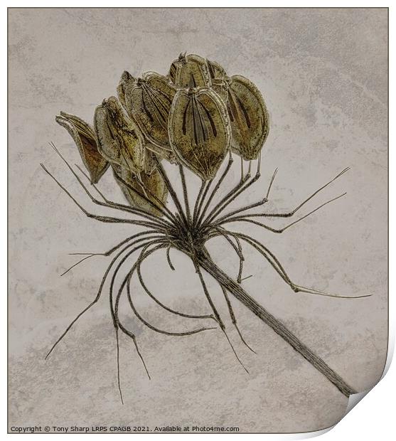 COW PARSLEY SEED HEAD ON TEXTURED BACKGROUND Print by Tony Sharp LRPS CPAGB