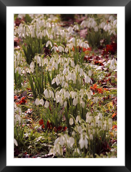 snowdrop flowers Framed Mounted Print by Simon Johnson