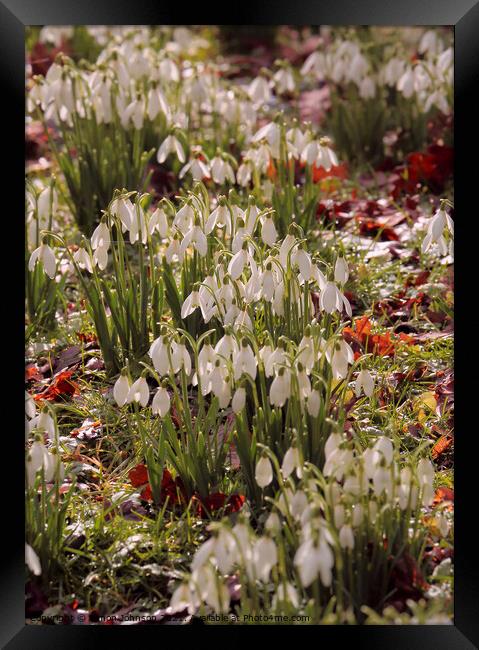 snowdrop flowers Framed Print by Simon Johnson