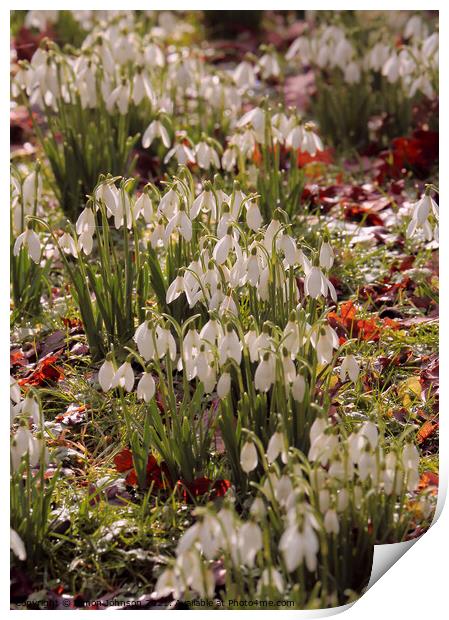 snowdrop flowers Print by Simon Johnson
