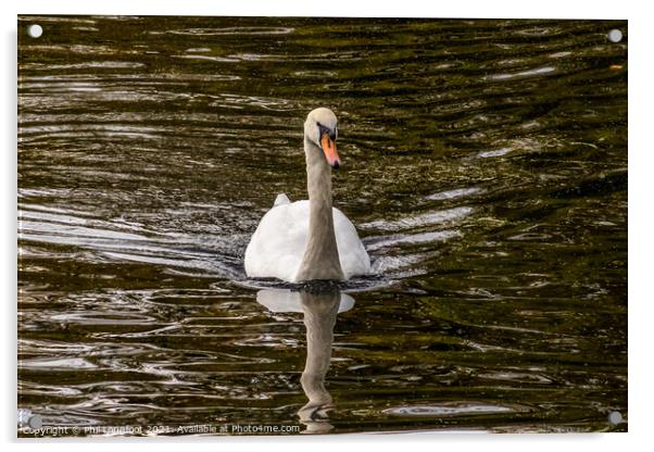 Swan Lake Acrylic by Phil Longfoot