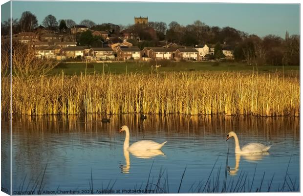  Wombwell Ings Canvas Print by Alison Chambers