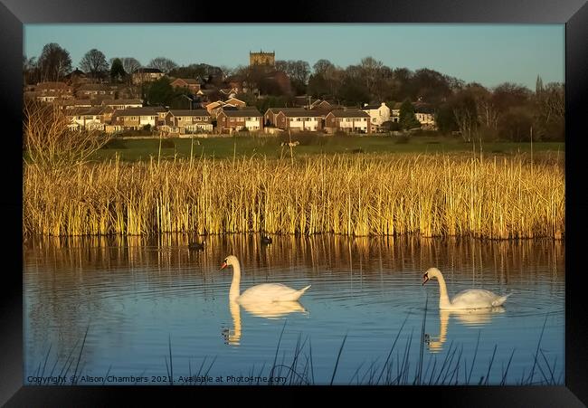  Wombwell Ings Framed Print by Alison Chambers