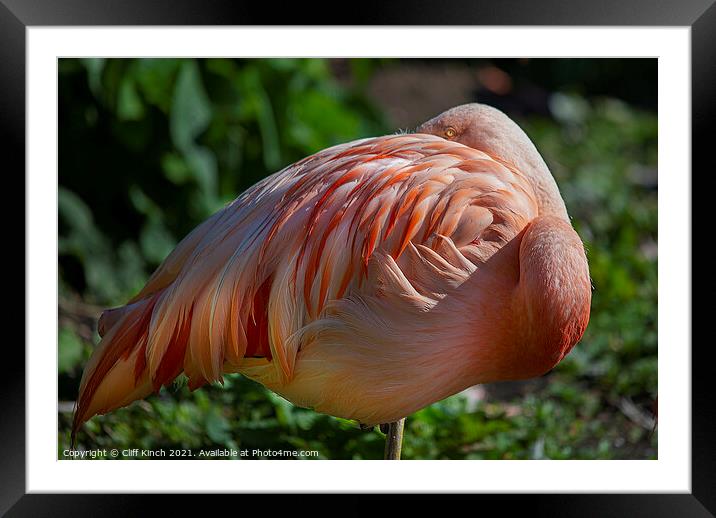 Flamingo Framed Mounted Print by Cliff Kinch