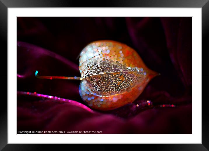 Sparkling Physalis Framed Mounted Print by Alison Chambers