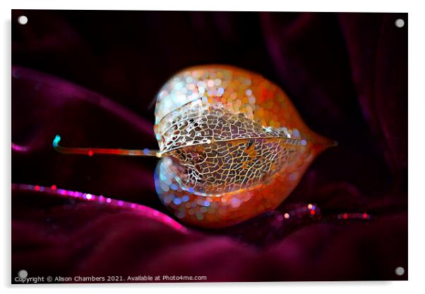 Sparkling Physalis Acrylic by Alison Chambers