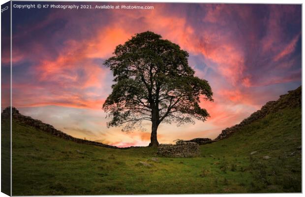 The Majestic Sycamore Gap Canvas Print by K7 Photography