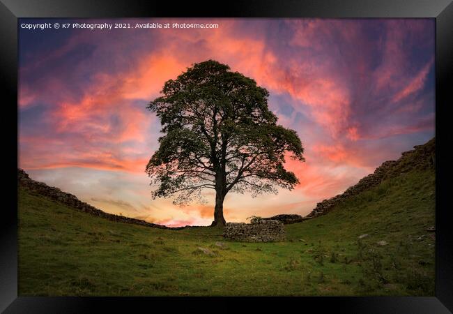 The Majestic Sycamore Gap Framed Print by K7 Photography