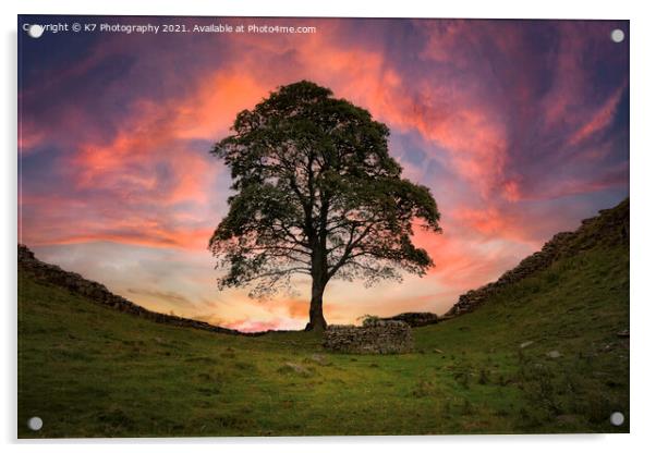 The Majestic Sycamore Gap Acrylic by K7 Photography