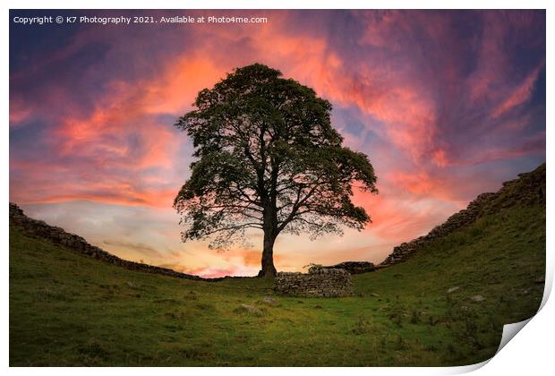 The Majestic Sycamore Gap Print by K7 Photography