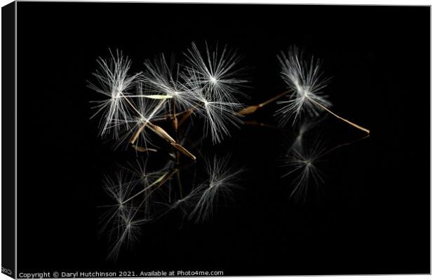 Glide in the wind Canvas Print by Daryl Peter Hutchinson