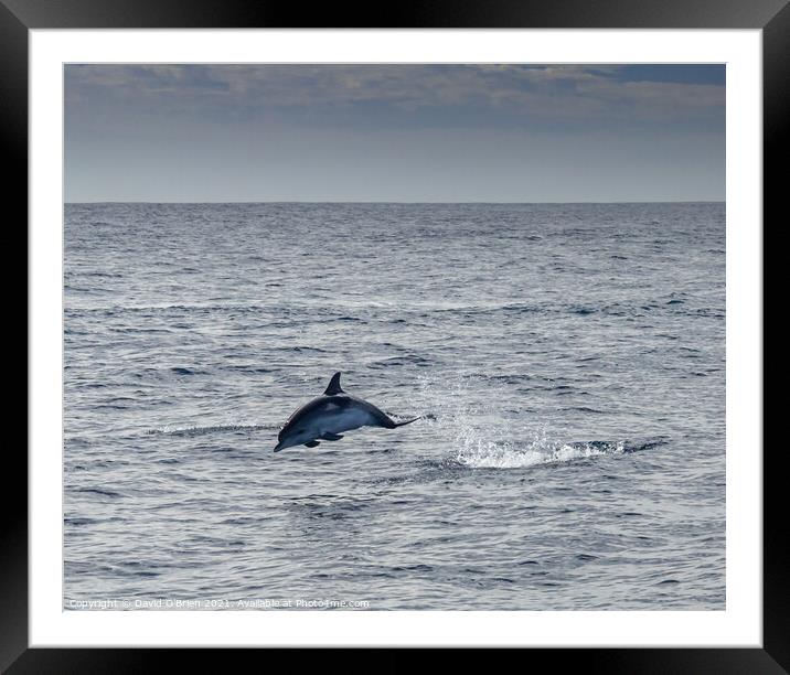 Bottlenose Dolphin Framed Mounted Print by David O'Brien