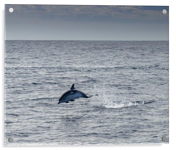 Bottlenose Dolphin Acrylic by David O'Brien