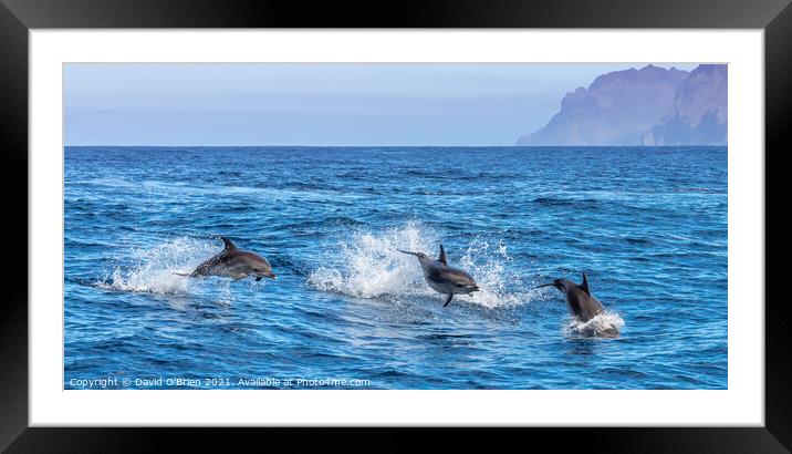 Bottlenose Dolphins Framed Mounted Print by David O'Brien