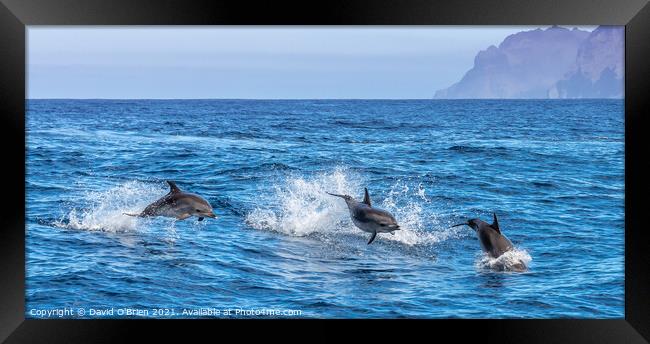 Bottlenose Dolphins Framed Print by David O'Brien