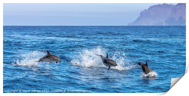 Bottlenose Dolphins Print by David O'Brien