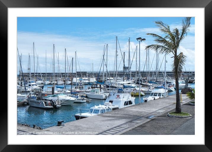Leisure boats in the Port of  Funchal Madeira Framed Mounted Print by Diana Mower