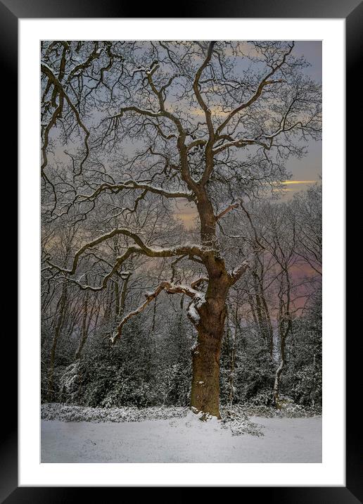 Winter and the snow covered tree Framed Mounted Print by Dave Williams