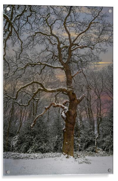 Winter and the snow covered tree Acrylic by Dave Williams