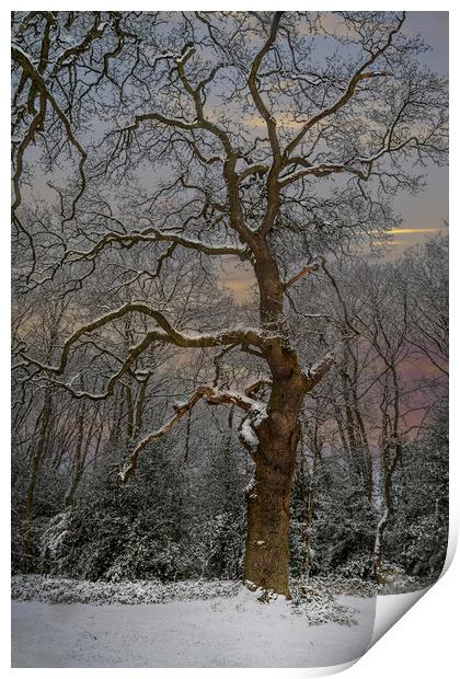 Winter and the snow covered tree Print by Dave Williams