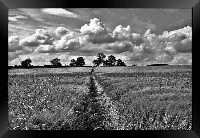 A path across the field. Framed Print by mick vardy