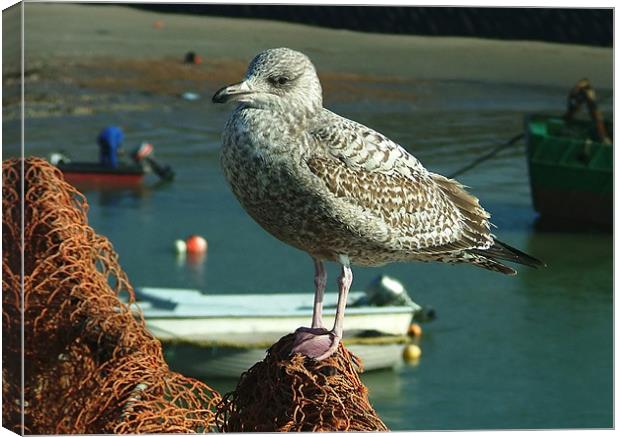 Baby Seagull Canvas Print by Serena Bowles