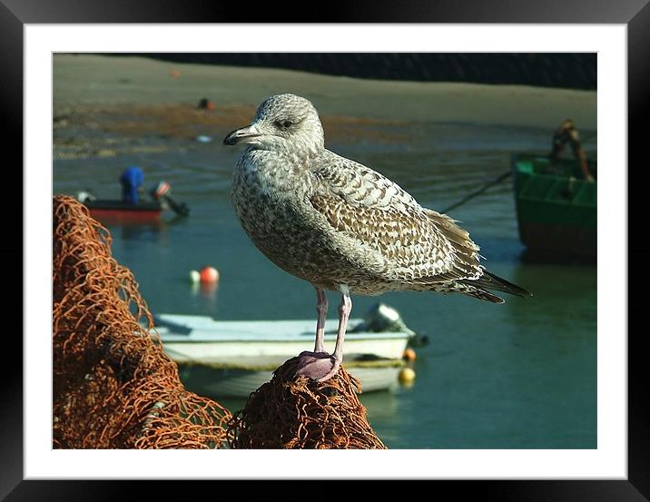 Baby Seagull Framed Mounted Print by Serena Bowles