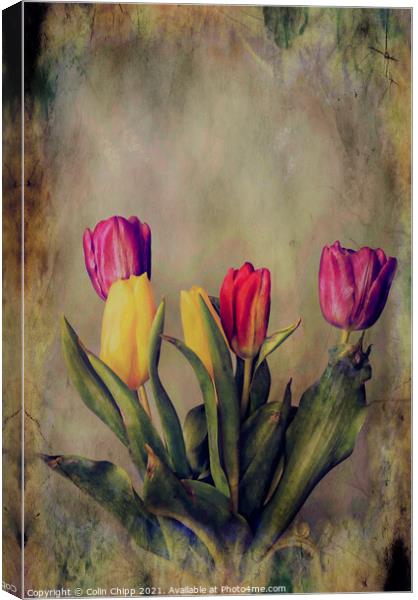 "Old Master" tulips Canvas Print by Colin Chipp