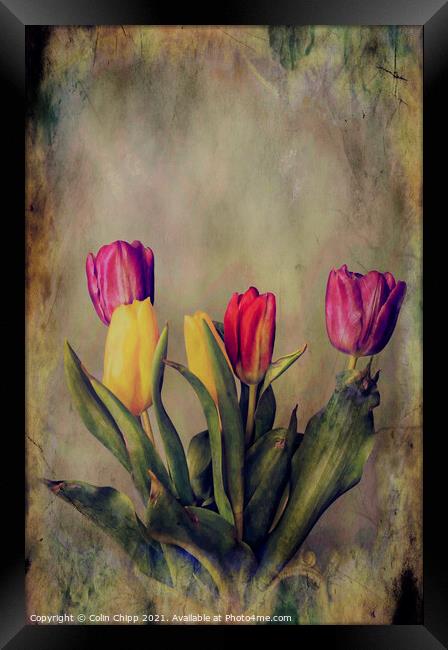 "Old Master" tulips Framed Print by Colin Chipp