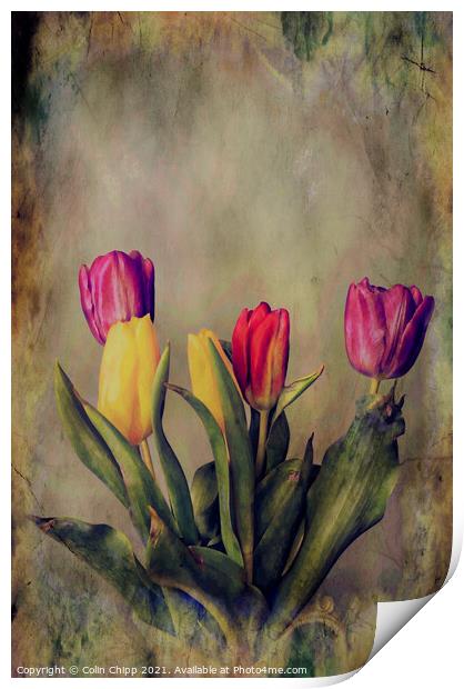 "Old Master" tulips Print by Colin Chipp