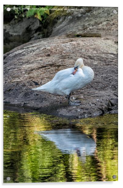 Swan Preening Acrylic by Adrian Evans