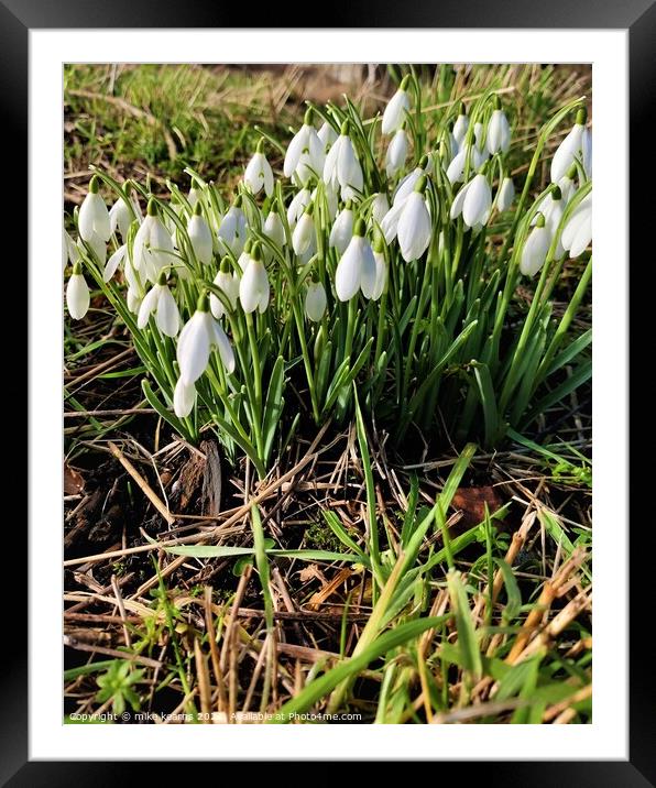 Snow Drops Framed Mounted Print by mike kearns