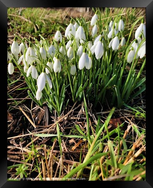 Snow Drops Framed Print by mike kearns