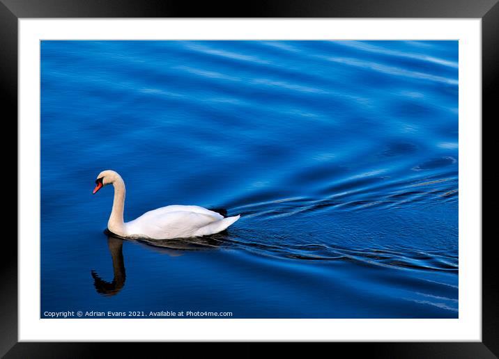Swan Lake Framed Mounted Print by Adrian Evans