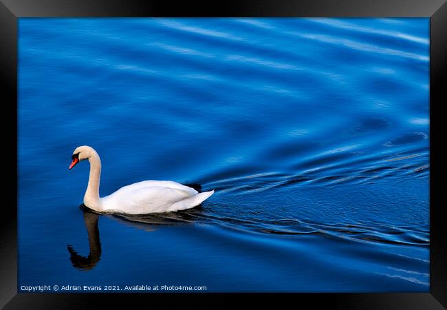Swan Lake Framed Print by Adrian Evans