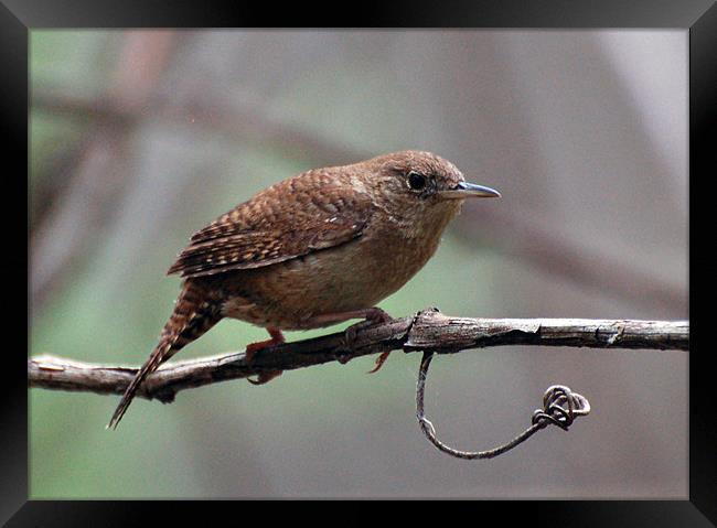 Evening Wren Framed Print by Kathleen Stephens