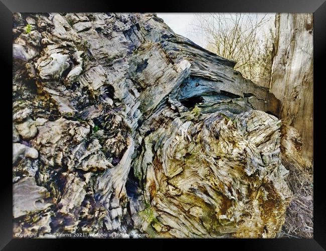 Fallen tree Framed Print by mike kearns