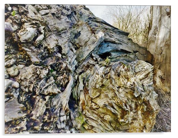 Fallen tree Acrylic by mike kearns