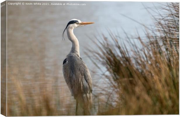 Grey heron on an early morning Canvas Print by Kevin White