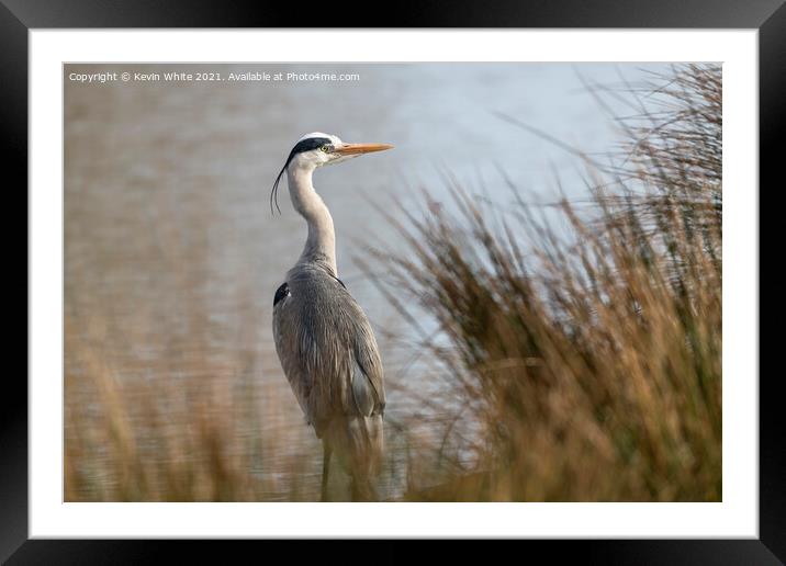 Grey heron on an early morning Framed Mounted Print by Kevin White