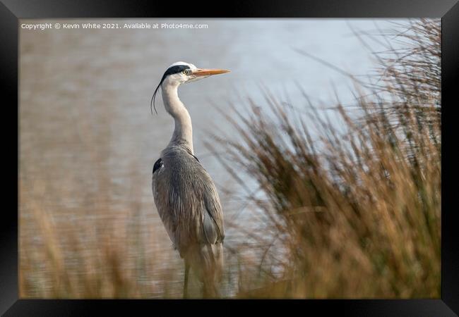 Grey heron on an early morning Framed Print by Kevin White