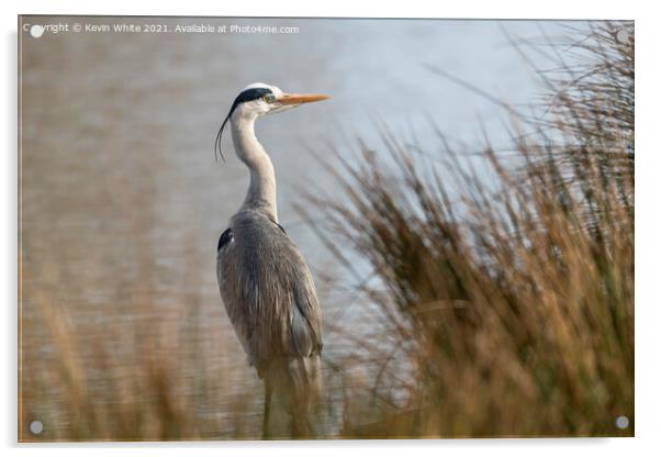 Grey heron on an early morning Acrylic by Kevin White