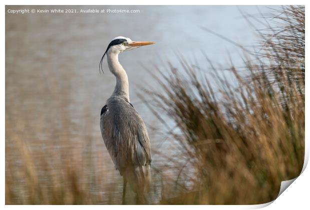Grey heron on an early morning Print by Kevin White
