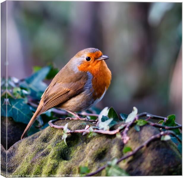Proud Robin displays his redbreast Canvas Print by Ben Delves