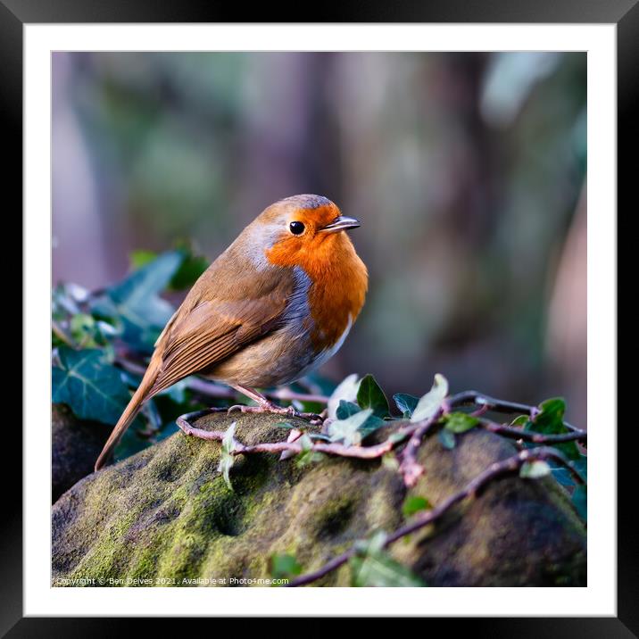 Proud Robin displays his redbreast Framed Mounted Print by Ben Delves